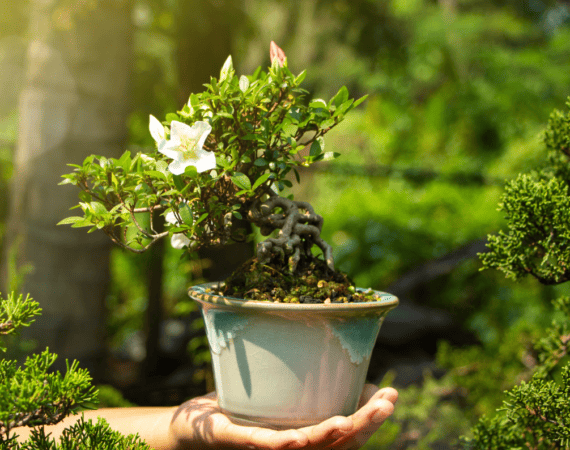 Jak przycinać bonsai