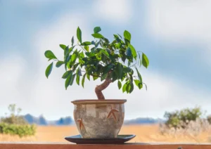 jak przycinać fikusa bonsai