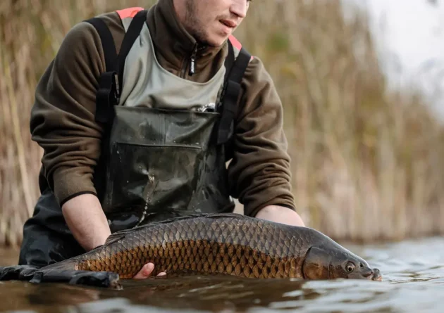 Wędkarstwo karpiowe Wędkarstwo karpiowe