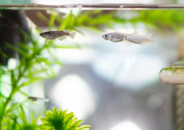 nożyczki do roślin akwariowych - jakie